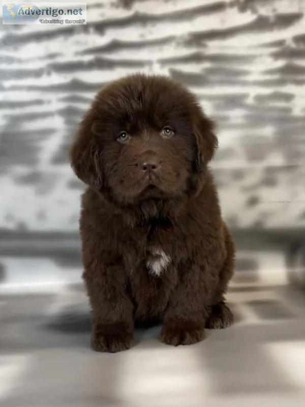 Beauty Newfoundland