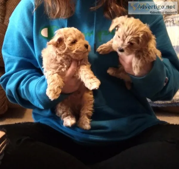 Maltipoo puppies