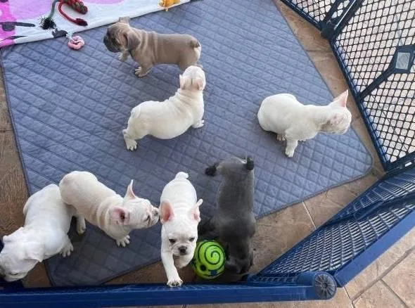 French Bulldog puppies