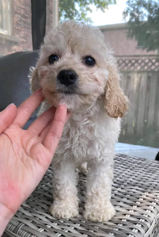 Curly Cockapoo Puppies - Ready for their homes