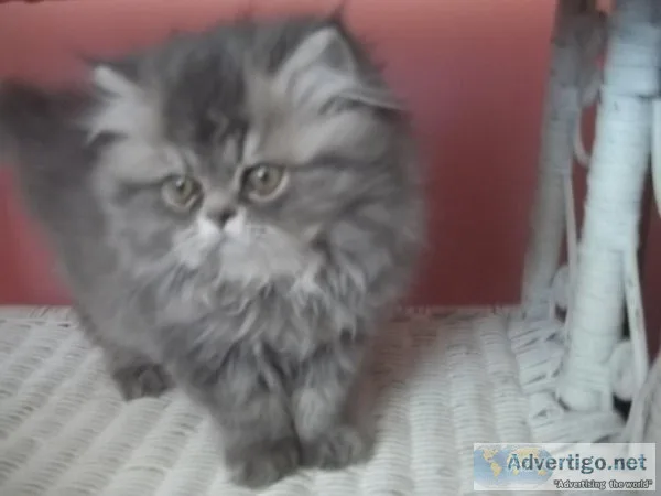 GEORGEOUS PERSIAN KITTEN