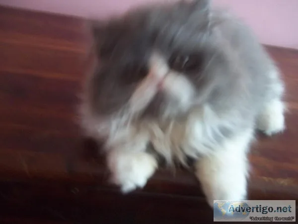 FANTASTIC PERSIAN KITTENS