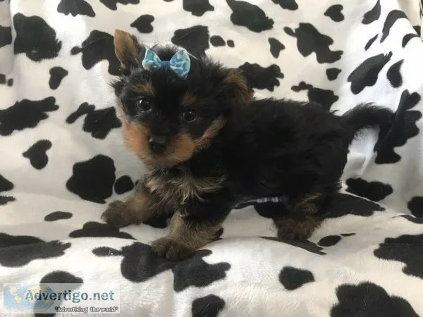 Female Yorkie Puppies