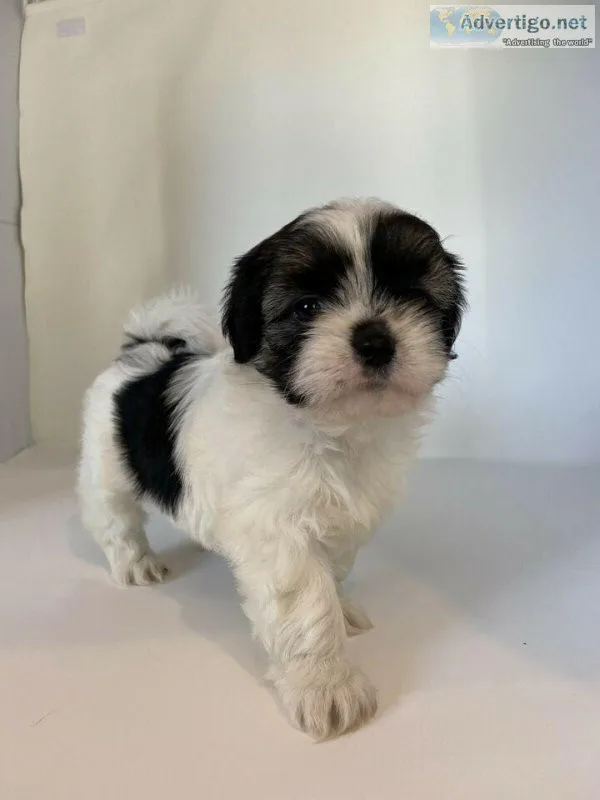 Bichon - Shih Tzu (a.k.a. Shichon puppies) 9 weeks old