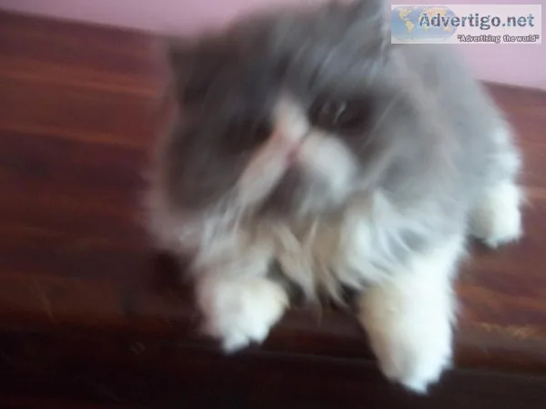 FABULOUS PERSIAN KITTEN