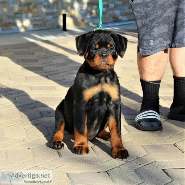 SUPERIOR QUALITY AKC GERMAN ROTTWEILER PUPPIES