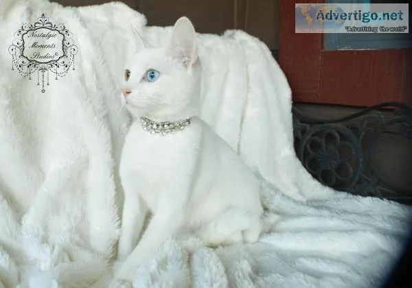 Turkish Van Cat female pure white blue  green eye