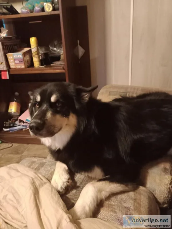 German Shepherd Husky mixed