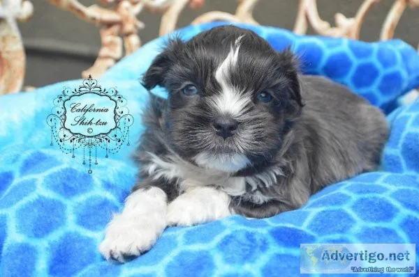 Shih Tzu silver coat with blue eyes - DENALI