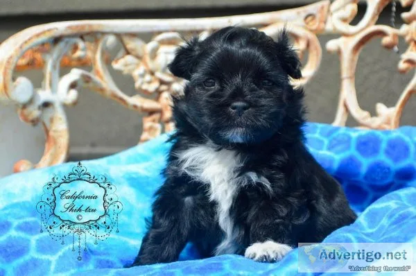 Shih Tzu male - Magnum