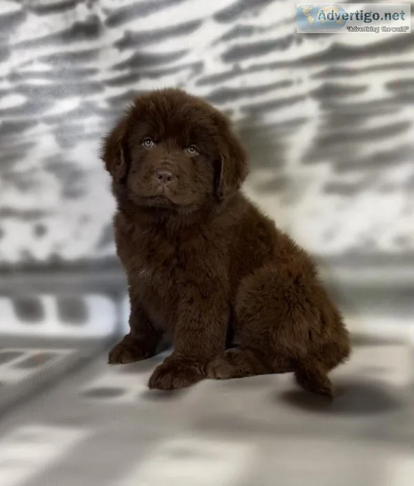 Winny Newfoundland