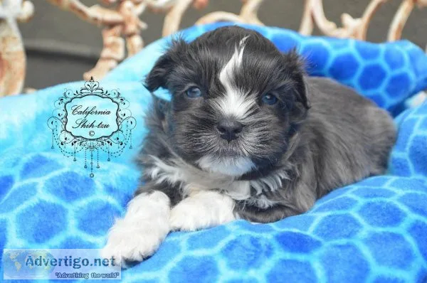 Maltese - Shih Tzu Designer male blue eyes DENALI