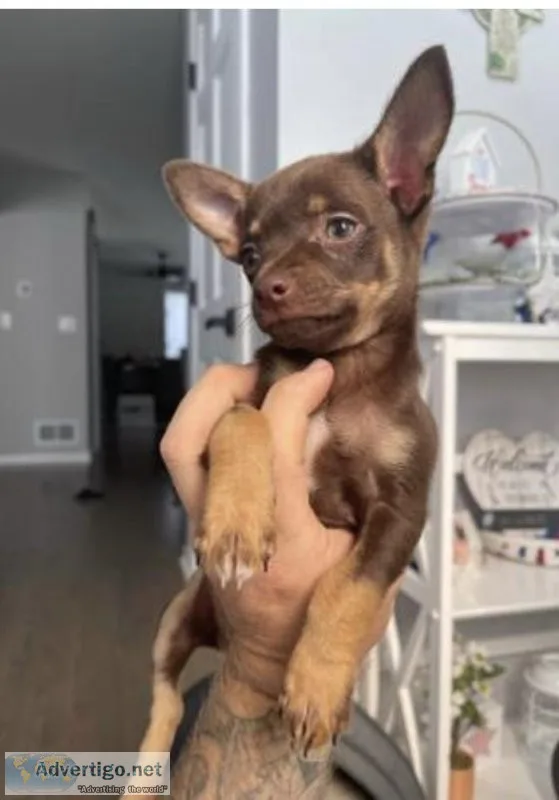 Rehoming Chihuahua