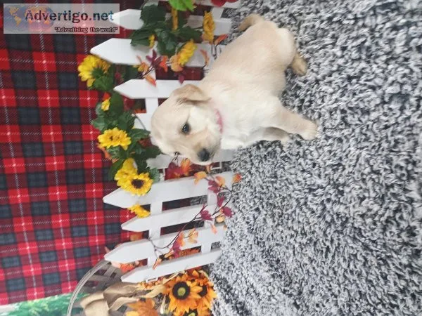 AKCandOFA Golden Retriever Puppies