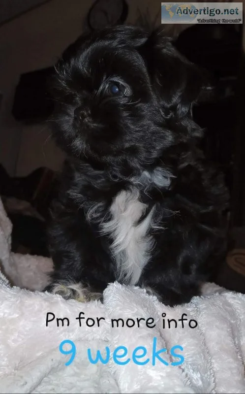 Shih-Tzu Puppies