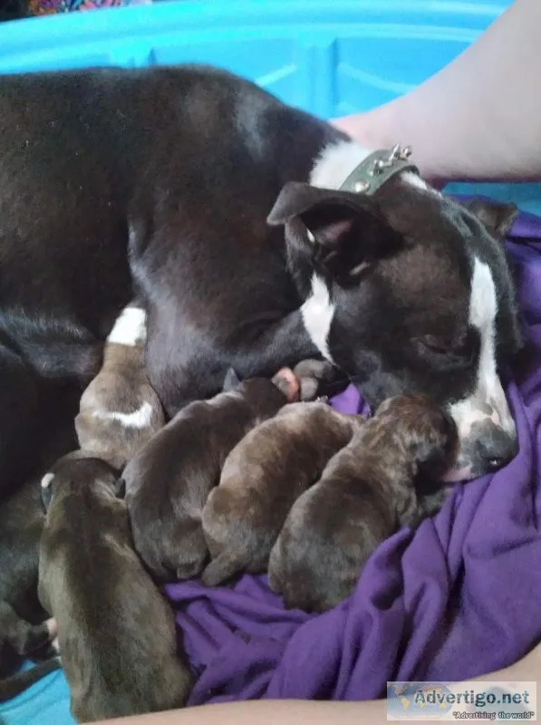 Free to good homes