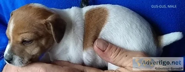 JACK RUSSELL PUPPIES FOR EASTER