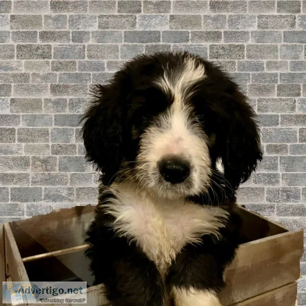 Diesel Bernedoodle