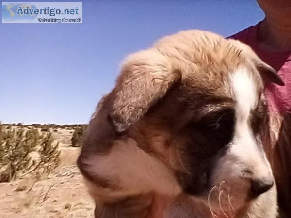 Border Aussie pups