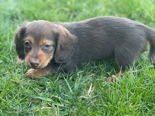 Sissy Mini Dachshund