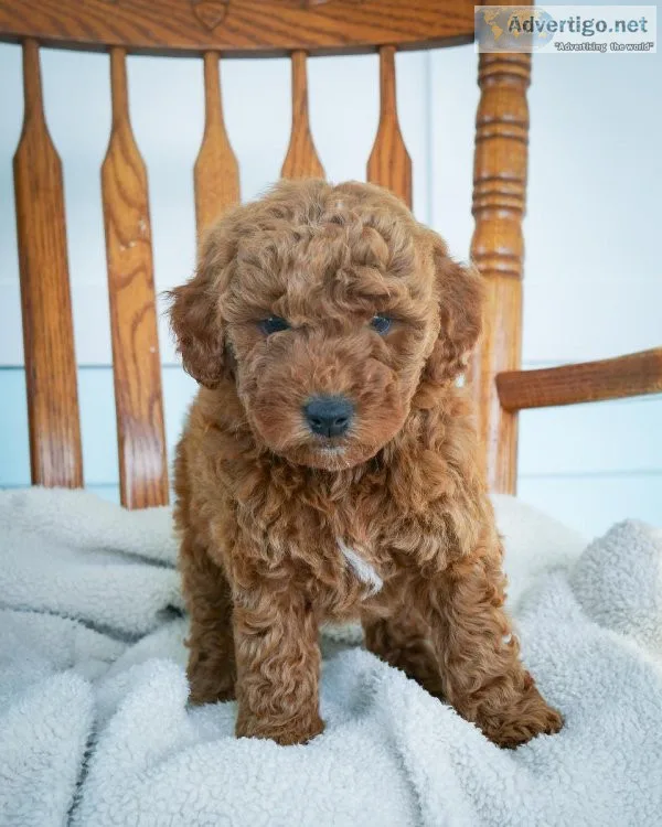 Landon Mini Goldendoodle