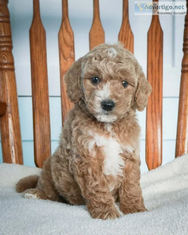 Logan Mini Goldendoodle