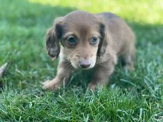 Luke Mini Dachshund