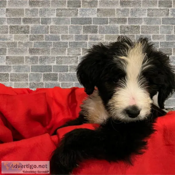 Marley Bernedoodle