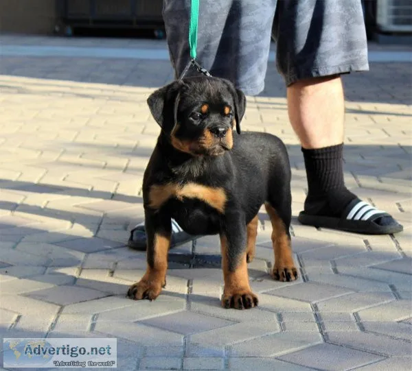 THE BEST LOOKING AKC ROTTWEILER PUPPIES