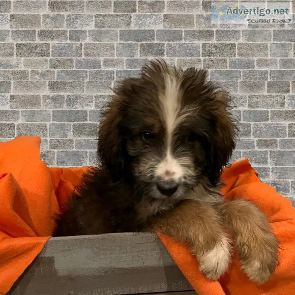 Murphy Bernedoodle