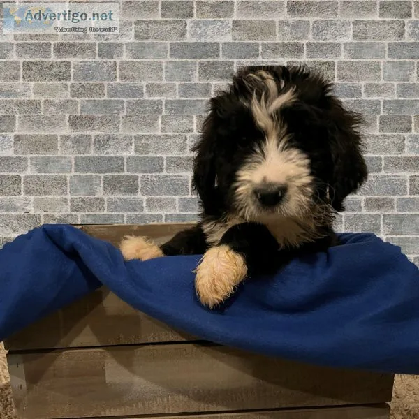 Gage Bernedoodle