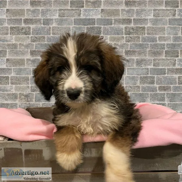 Gracie Bernedoodle