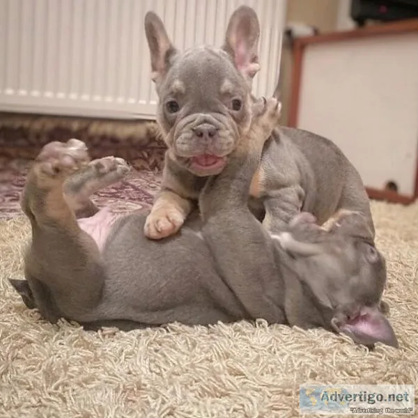 Healthy french bulldog puppies ready now