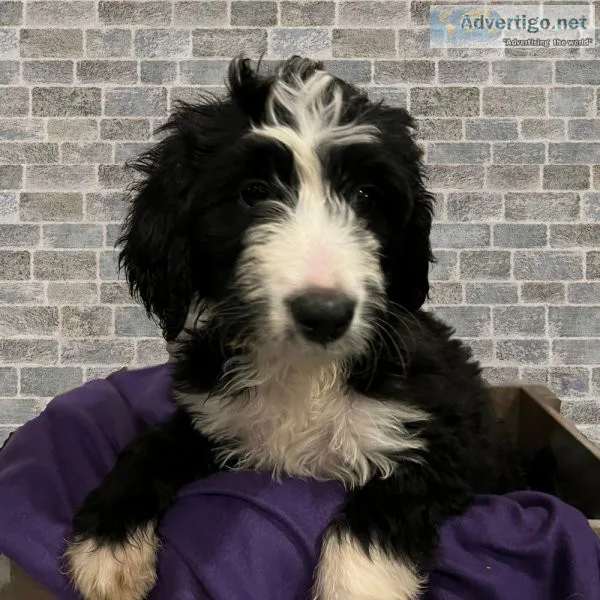 Abby Bernedoodle