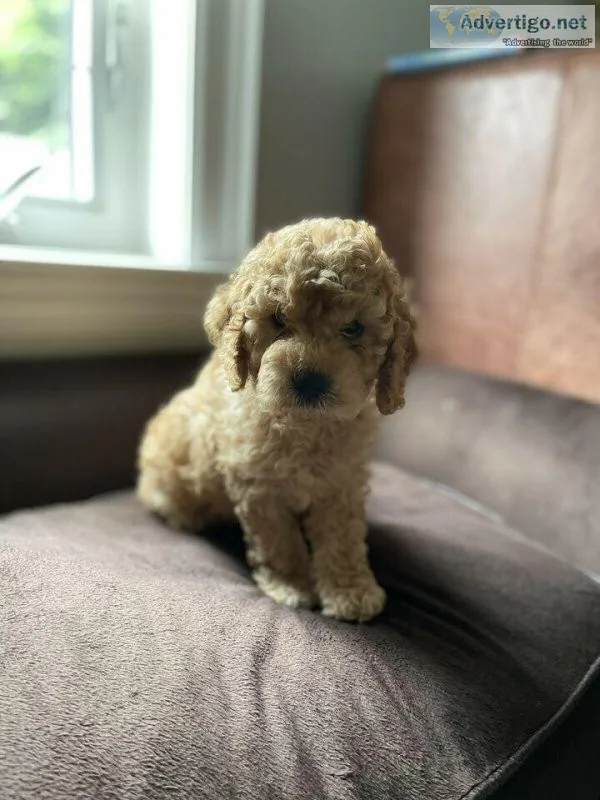 F1 GOLDEN DOODLE FEMALES