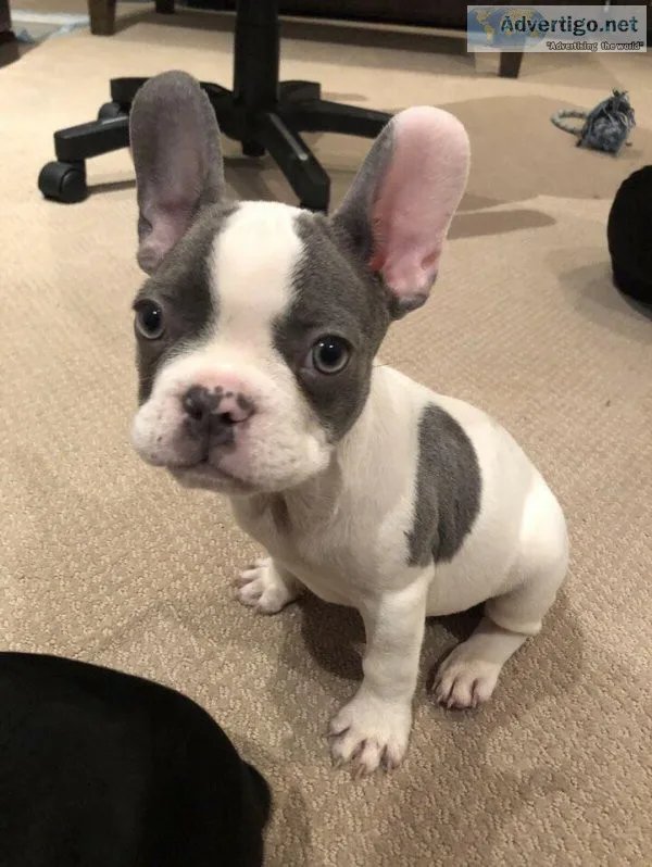 Very cute French Bulldog MF available