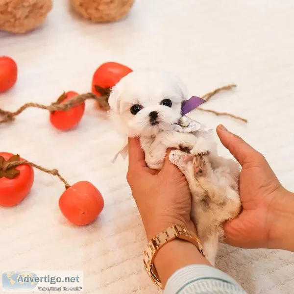 Beautiful Teacup Poodle Puppy