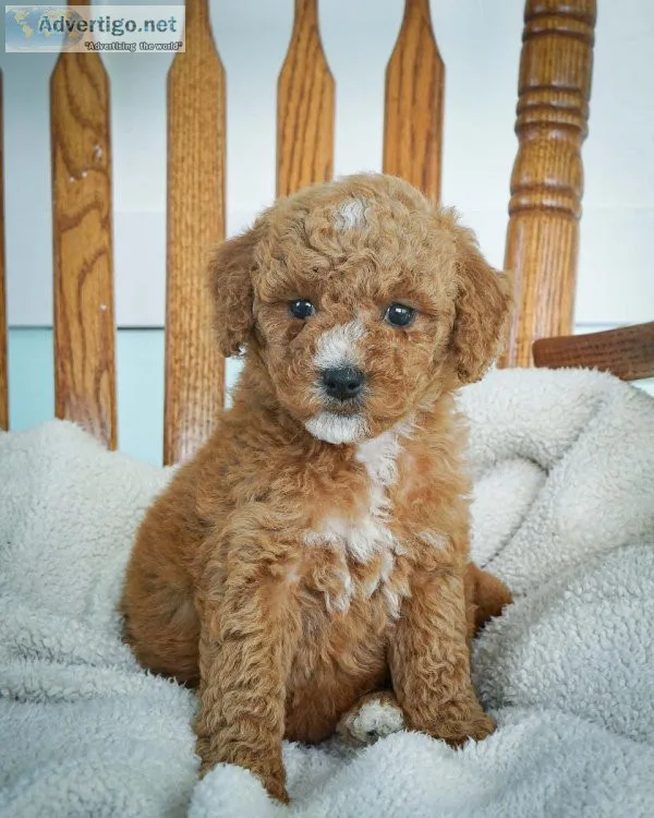 Tulip Mini Goldendoodle
