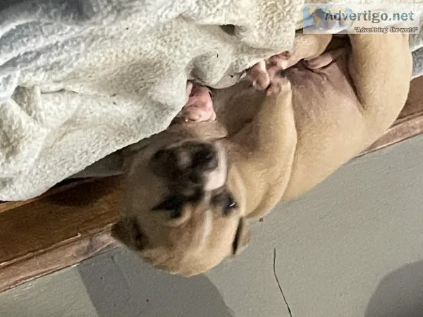Pit bull puppies