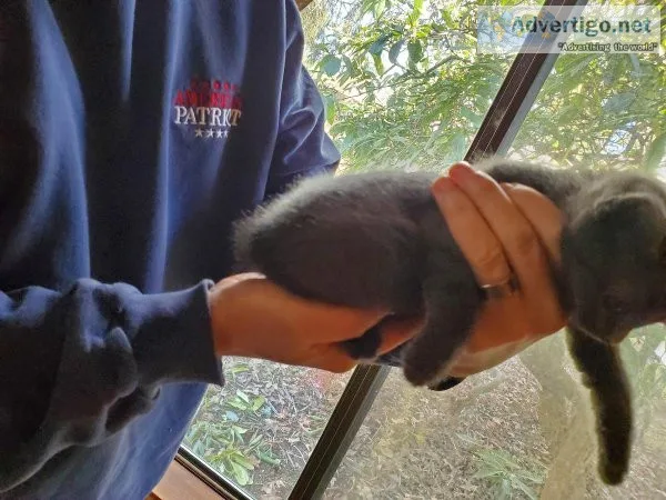 manx kittens