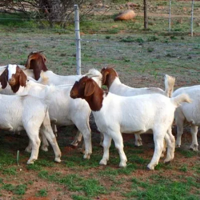 We Offer Full Blood Boer Goat Livestock.