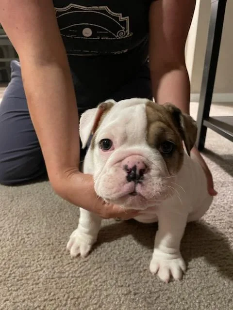 English Bulldog Puppy