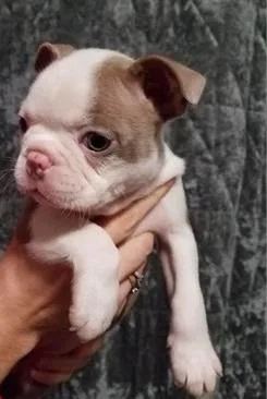 AKC Boston Terrier Puppies