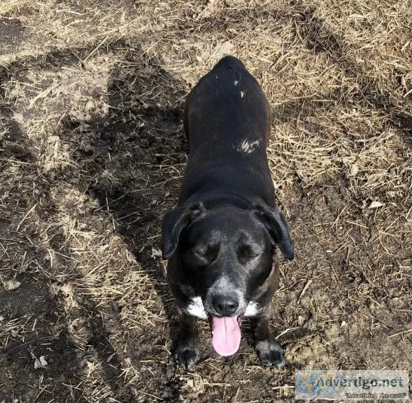 Loving dog looking for forever home