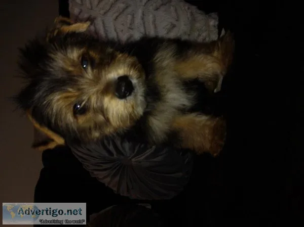 Male yorkie