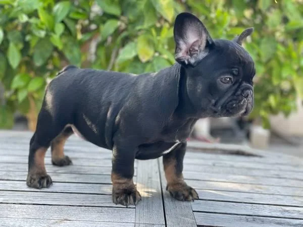 French bulldog pups up for Adoption