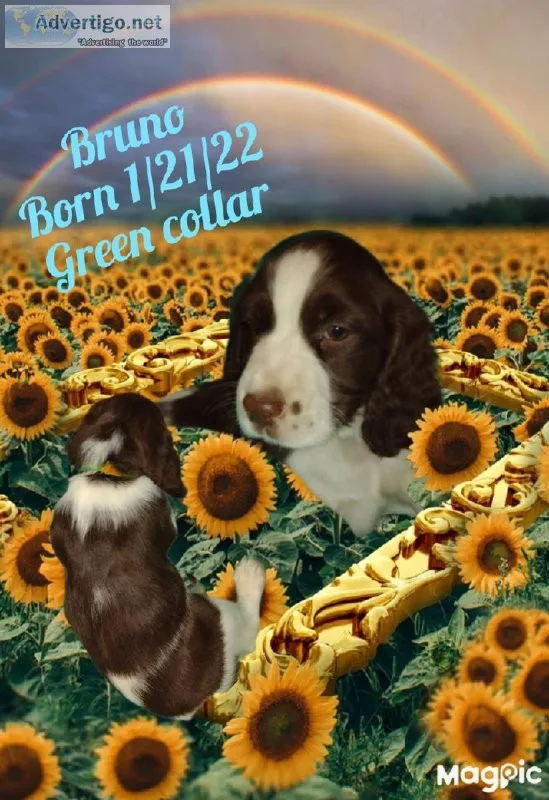 AKC English Springer pups