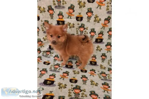 Pomeranian- Jimmy-Male