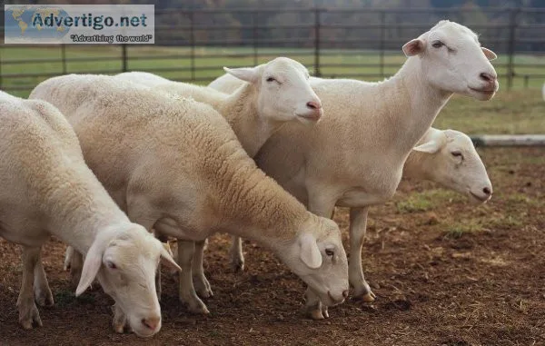 Maternal ewes for Sale