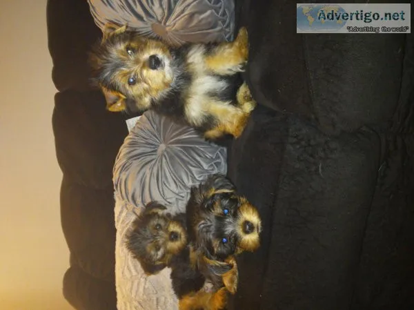 Yorkie